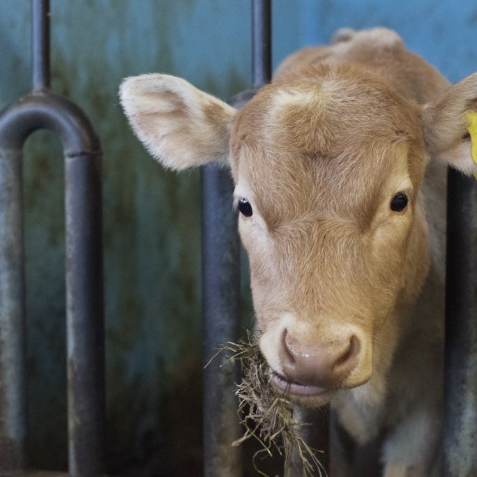 20170201_hkb_vogafjos_stemning00067